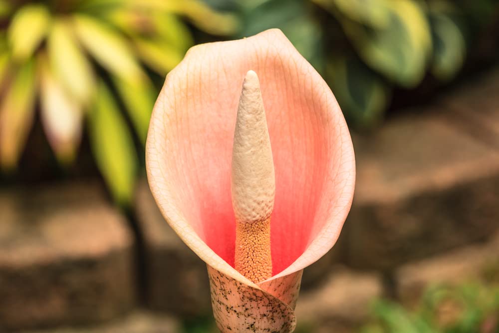 Voodoo Lily Bulbs for Planting - Amorphophallus Bulbifer