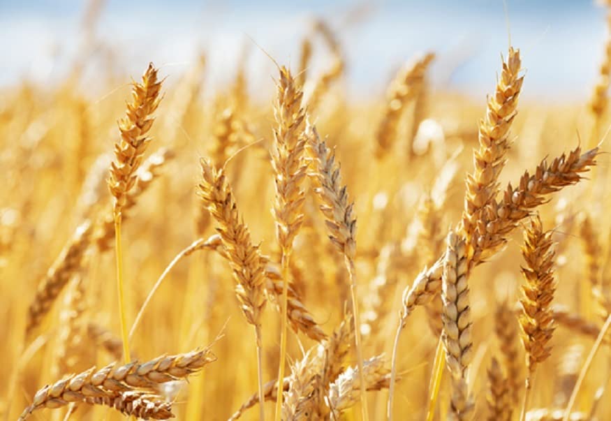 Wheat Cover Crop Seeds - Non-GMO Winter Wheat - Deer & Turkey Food Plot Seed - Winter Hardy Cover Crop