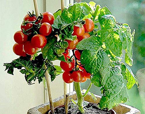 Bonsai Tiny Tim Tomato Seeds - 50+ Seeds - Grow Indoor Exotic Edible Bonsai Vegetables - Made in USA. Ships from Iowa