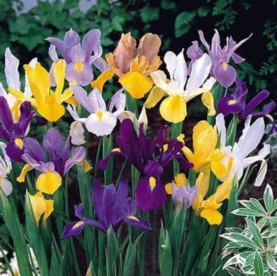 Mixed Color Dutch Iris Bulbs for Planting - Easy to Grow -