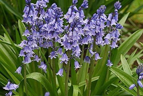 HYACINTHOIDES HISPANICA (10 Blue BULBS)A.K.A Wood Hyacinth or Spanish Bluebells