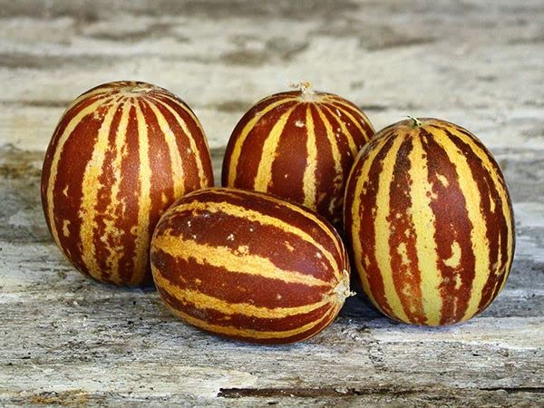 Pocket Melon Seeds for Planting - Grow Pocket Size Edible Melons - Made in USA, Ships from Iowa (20 Seeds)