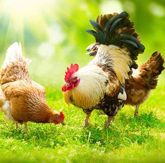 Chicken Forage Seed Mix - Better Eggs and Meat, Annual Ryegrass, Perennial Ryegrass, Buckwheat, Flax, Millet, Forage Peas, Red Clover, Alfalfa, Sunflowers (10 Pounds Bulk)