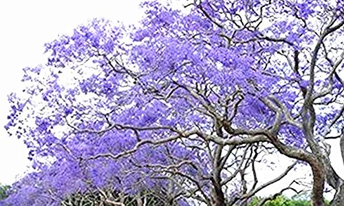 Golden autumn farm- 25 Blue Jacaranda Tree Jacaranda Mimosifolia Seeds/Excellent As Bonsai