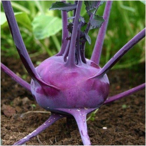 Purple Vienna Kohlrabi Seeds for Planting | 100+ Seeds | Exotic Garden Vegetable, Delicious and Fun to Grow