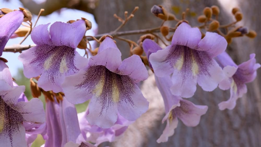 Purple Dragon Tree Seeds for Planting (30 Seeds)