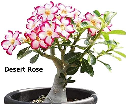 Flowering Bonsai Tree Seed Bundle 