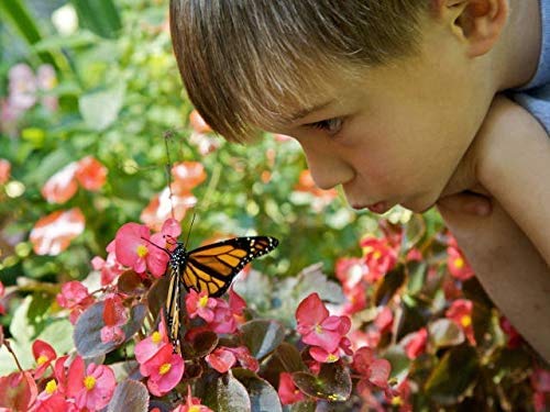 Outdoor STEM Kit - Wildflowers for Hummingbirds and Monarch Butterflies - Perennial Wildflower Seed Sewing Kit