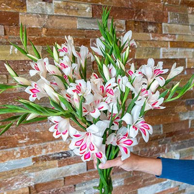 Elvira Gladiolus Bulbs for Planting - Stunning Summer Blooms of Pink and White