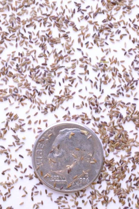 Steeplebush Plant Seeds for Planting (50 Seeds) - Spiraea tomentosa