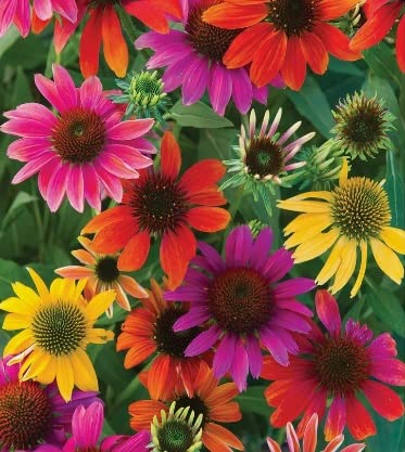 Mixed Coneflower Seeds for Planting - Easy to Grow Echinacea Flowers