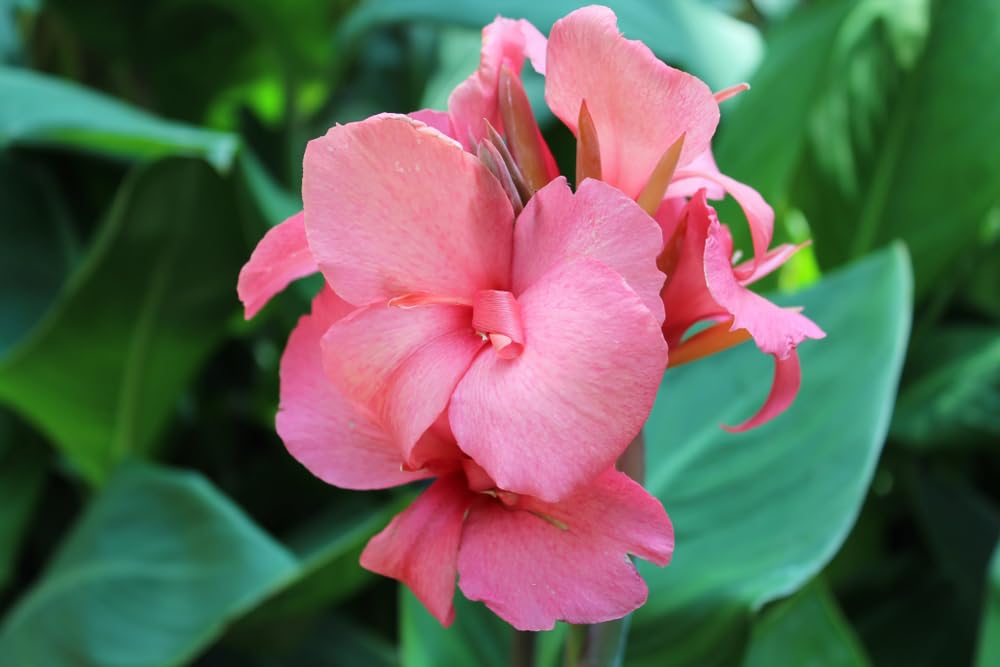 Pretty Pink Fast Growing Flower, Easy to Plant