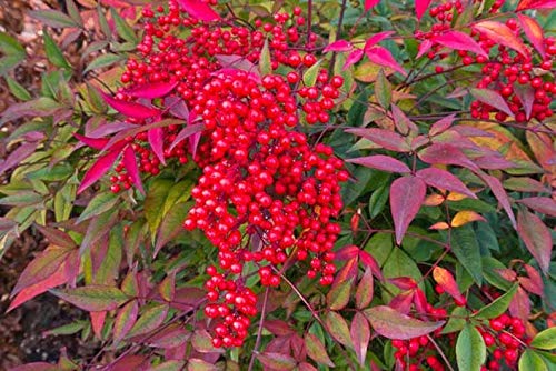 Heavenly Bamboo Seeds - 20 Seeds - MADE in USA, Ships from Iowa. Great for Hedge, Privacy