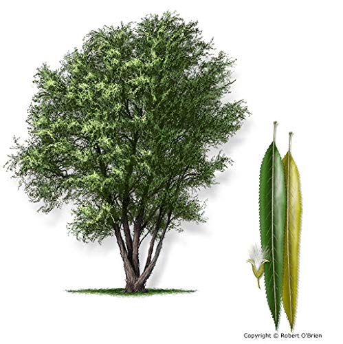 24 Black Willow Tree Cuttings - Beautiful Shade and Privacy Tree - Grow Trees Two Dozen (24) Black Willow Live Trees