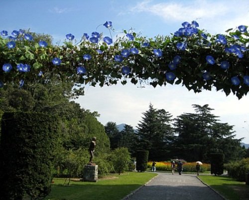Morning Glory 'Heavenly Blue', 150 Seeds