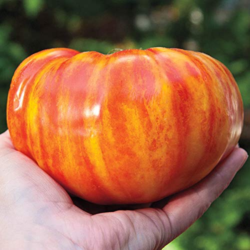 Big Striped Rainbow Tomato Seeds - 100+ Seeds to Grow - Grow Exotic Tasty Tomato's - Non-GMO