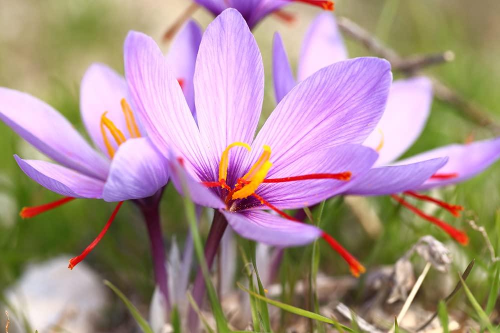 10 Saffron Crocus Bulbs - Grow Saffron Spice - Very Rare Crocus Sativus Bulbs