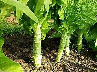 200 Sword Leaf Lettuce Seeds for Planting - Lactuca sativa - AA Choy
