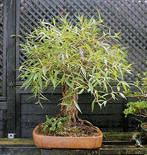 Willow Tree Bundle - 1 Fast Growing Aussie Willow Trees + 1 Weeping Willow Trees + 1 Black Willow Tree + 1 Globe Willow - Ready to Plant - Indoor/Outdoor Live Tree Plants