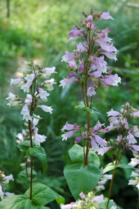 Calico Beardtounge Plant Seeds for Planting (50 Seeds) - Penstemon calycosus