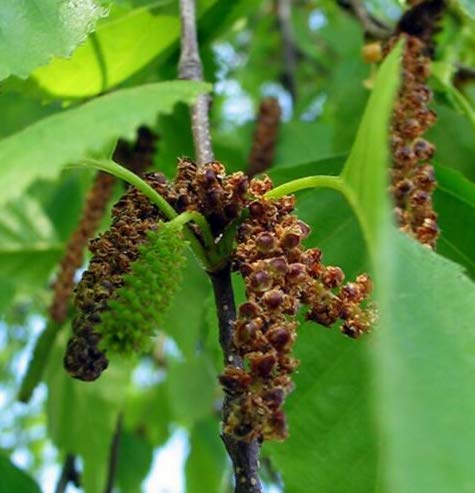 Paper Birch, Betula papyrifera, Tree Seeds (Fast, Hardy, Fall Color) (50)