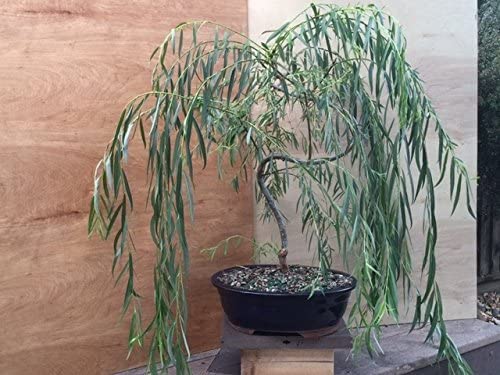 Willow Tree Bundle - 1 Fast Growing Aussie Willow Trees + 1 Weeping Willow Trees + 1 Black Willow Tree + 1 Globe Willow - Ready to Plant - Indoor/Outdoor Live Tree Plants