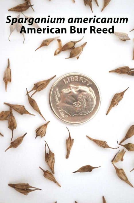 American Bur Reed Seeds for Planting (50 Seeds) - Sparganium americanum