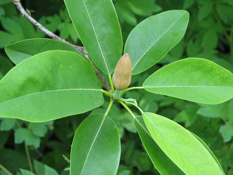 30 Sweetbay Magnolia Tree Seeds for Planting - Magnolia virginiana Northern