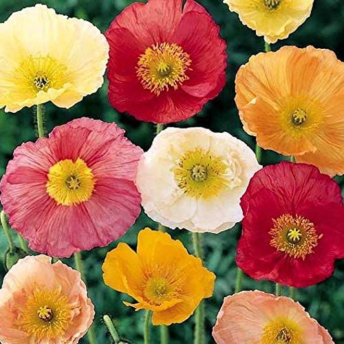 Iceland Poppy Seeds for Planting - Exotic Heirloom Seeds