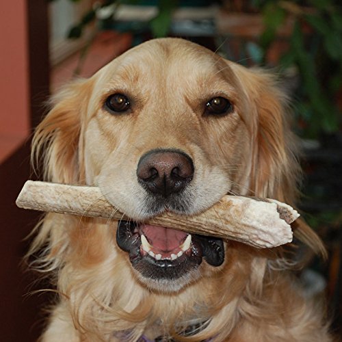 CZ Grain Large Grade A Deer Antlers for Dogs, Naturally Shed Deer Antlers, Organic Deer Antlers, All Natural Deer Antler Chews, Naturally Shed in The USA - Deer Antlers for Dogs
