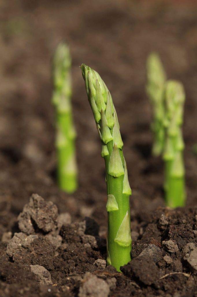 Mary Washington Asparagus 100 Seeds - Organic Heirloom Non GMO Vegetable Seeds, Asparagus Organic Seeds for Planting, Vegetable Seeds for Planting Home Garden
