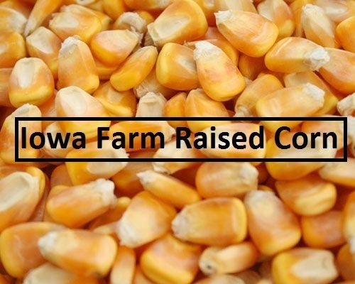 Whole Kernel Corn- by NOTEBOOM FARMS