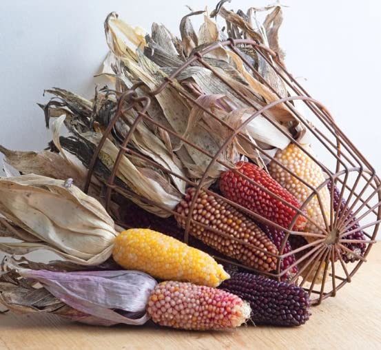 Rare Corn Seeds for Planting - 25 Seeds per Packet