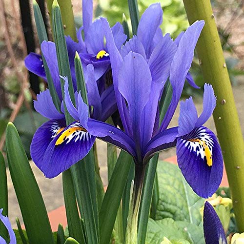 Iris Reticulata Harmony, Dwarf Iris Bulbs - Size 6 (25 Bulbs)