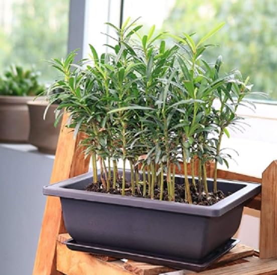 Willow Bonsai Tree Forest Kit for Growing - 8 Inch Pot and Tray, Soil, 15 Trees Included - Great Gift