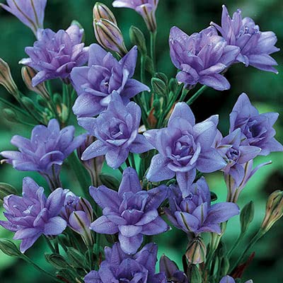 Triteleia Aquarius Bulbs for Planting - 10 Bulbs