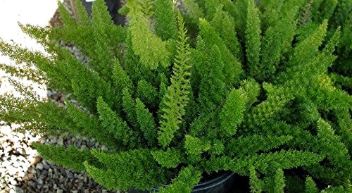 Asparagus Densiflorus Meyersii Succulent 5 Seeds~ Meyeri~ Foxtail~ Cat's Tail Fern