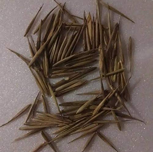 100+ Rare Black Bamboo Seeds for Planting | Exotic and Fast Growing | Ships from Iowa, USA