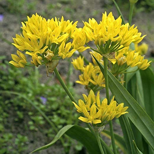 Yellow Allium Moly Bulbs for Planting - Easy to Grow Perennial Flowers for Garden or Container Growing