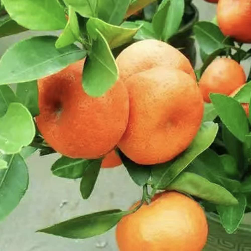 30 pcs Dwarf Bonsai Orange Tree Seeds for Planting…