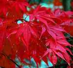 japanese red maple bonsai tree seeds Japanese Red Maple Tree Seeds | 30+ Seeds