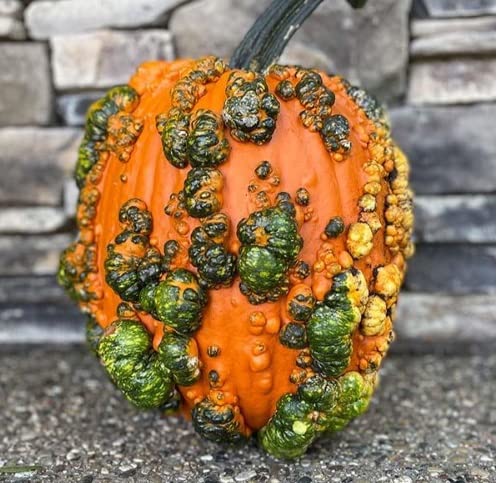 Scarface Pumpkin Seeds for Planting (10 Seeds)