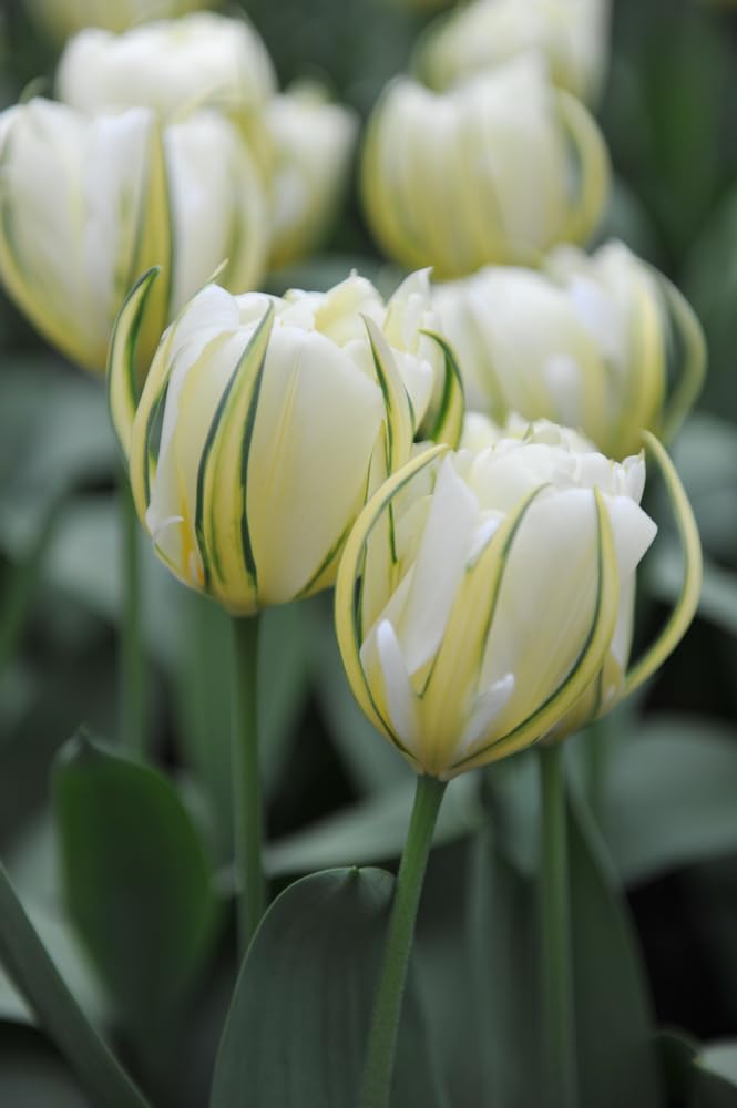 Yellow Fosteriana Emperor Tulip Bulbs for Planting - Easy to Grow Perennial Tulips