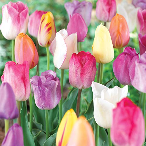 10 Mixed Pastel Tulip Bulbs,Perennial …