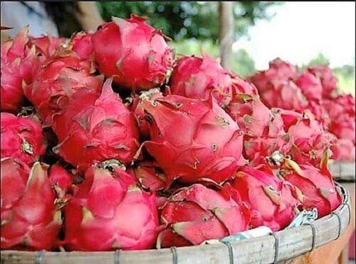 White Dragon Fruit Cactus Pitaya jocad (20 Seeds)
