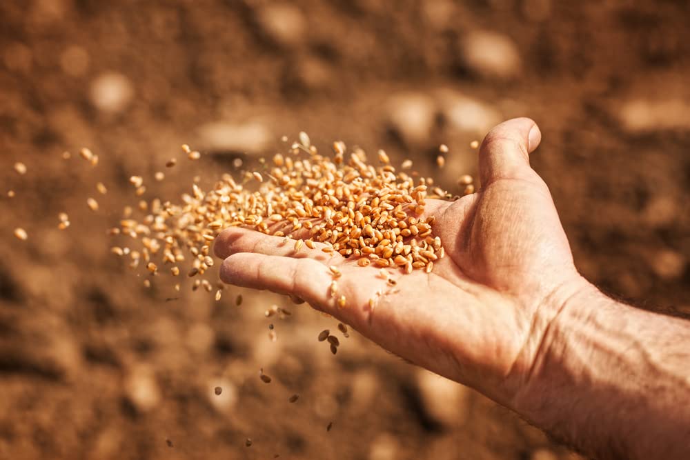 Wheat Cover Crop Seeds - Non-GMO Winter Wheat - Deer & Turkey Food Plot Seed - Winter Hardy Cover Crop