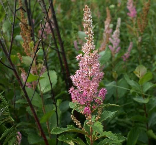 Steeplebush Plant Seeds for Planting (50 Seeds) - Spiraea tomentosa