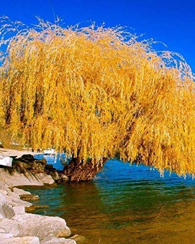 Outdoor STEM Project | Grow a Weeping Willow Tree | Amazing Natural Plant | Kids Love Them