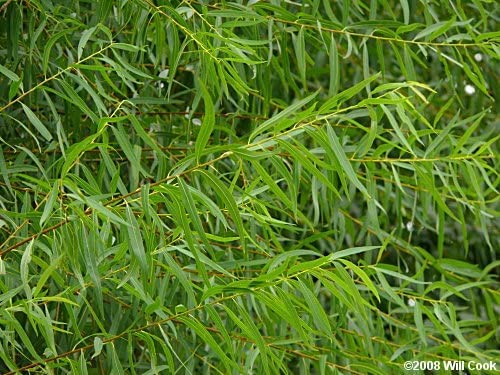 2 Foot Tall Black Willow Cuttings - Easy to Root and Grow - Grow Privacy and Shade Trees