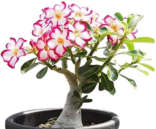 Mixed Color Desert Rose Seeds to Grow | 10 Seeds | Adenium Obesum,10 Seeds to Grow.. Exotic Bonsai Plant